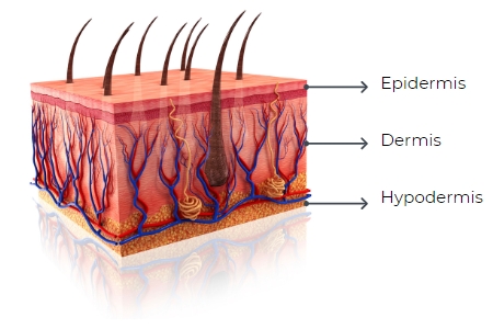 struttura a strati della pelle