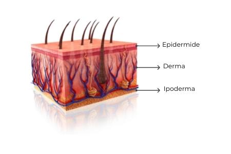 struttura a strati della pelle
