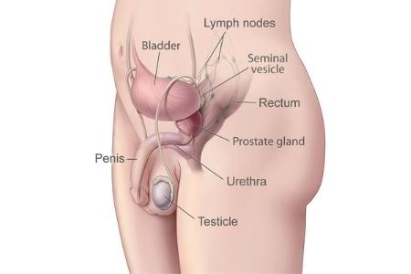 anatomia prostata